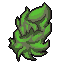 Strain 20